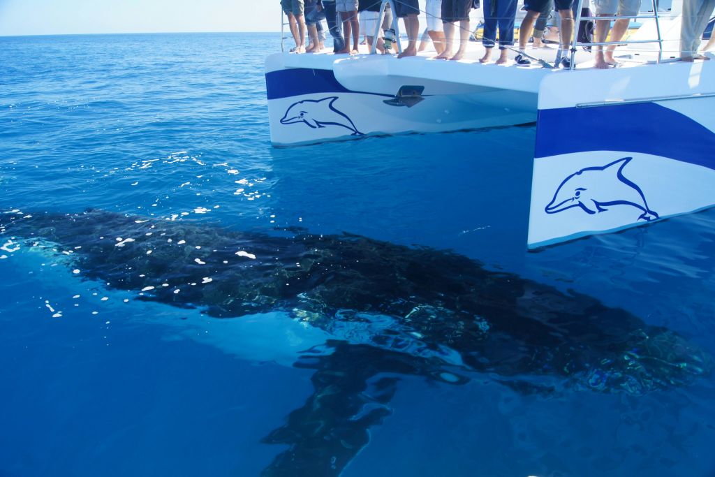 고요하고 탁 트인 바다에서 사람들이 갑판에 서 있는 보트 근처의 커다란 고래가 수중에서 보입니다.