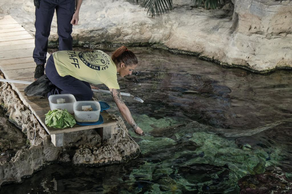 "직원" 셔츠를 입은 사람이 바위가 많은 수족관에서 물고기를 먹이고 그 옆에 음식 용기가 있습니다.