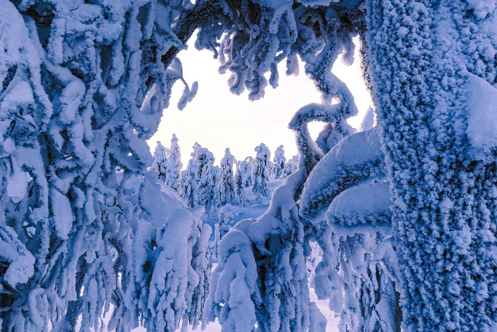 비카콘가스 자연