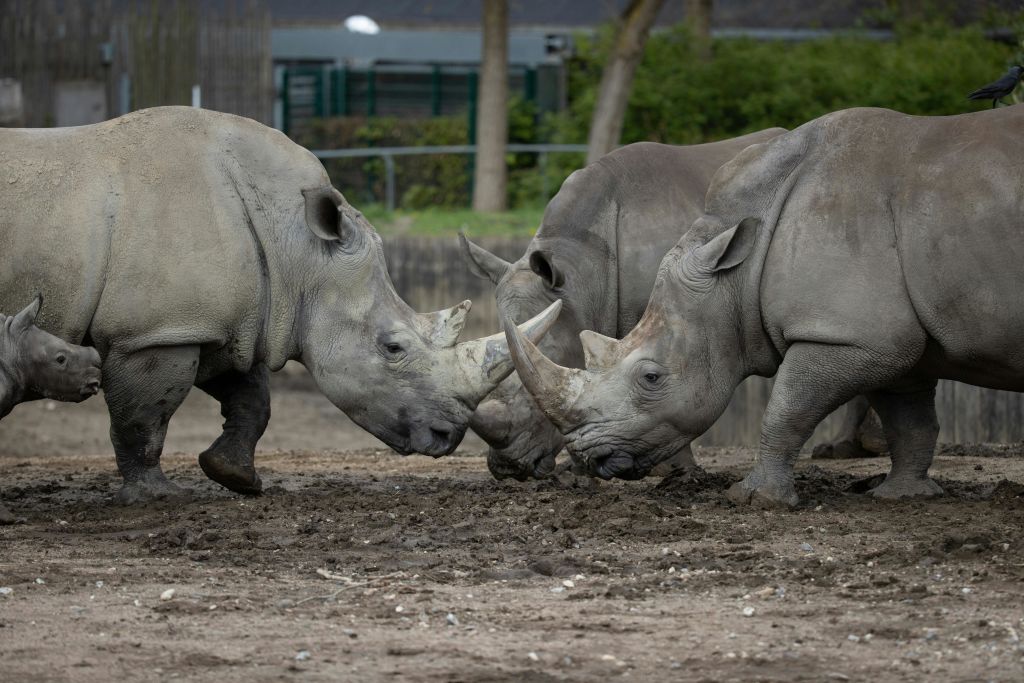 코펜하겐 코펜하겐 동물원