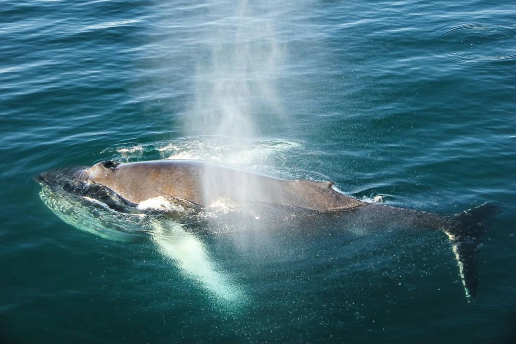 혹등고래 서페이싱