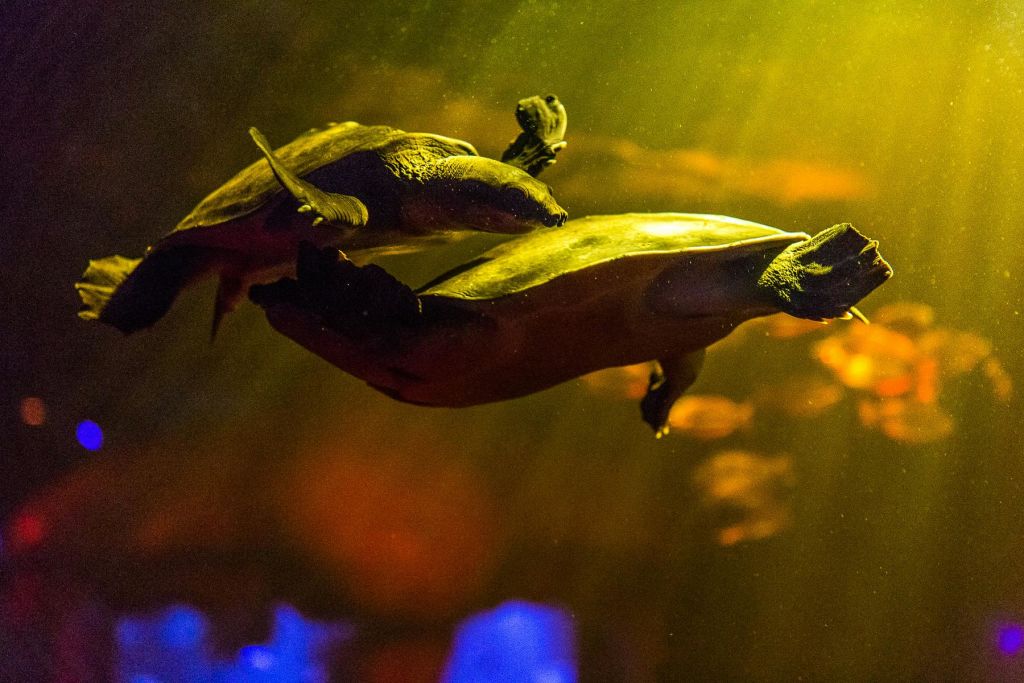 노란색과 주황색을 배경으로 조명이 희미한 수중 환경에서 두 마리의 거북이가 함께 헤엄치고 있습니다.