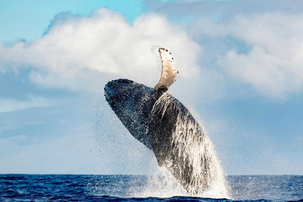 태평양에서 혹등고래가 급격히 침입하여 와이키키 고래 관찰 투어 중 공중에서 포획되었습니다.