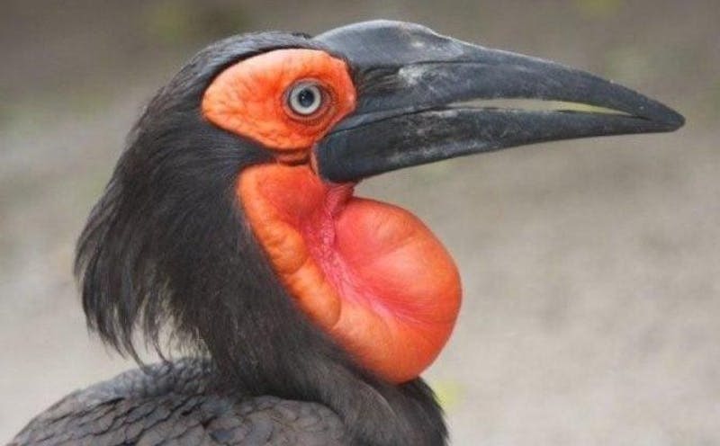 검은 깃털, 커다란 검은 부리, 눈과 목에 두드러진 주황색과 빨간색 피부를 가진 새의 클로즈업.