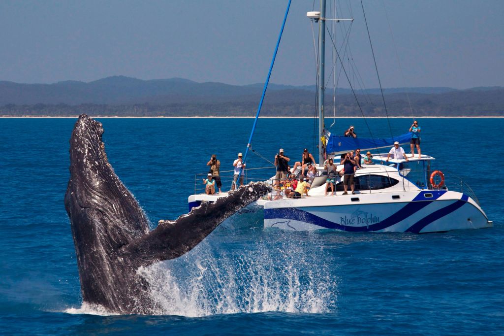 항해 중인 쌍동선을 탄 한 무리의 사람들이 근처 물에서 고래가 부서지는 것을 지켜보고 있습니다.