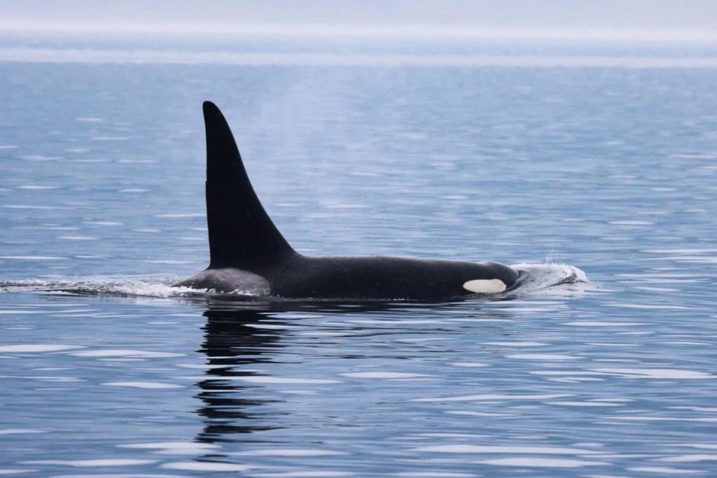 빅토리아 고래 시계 반일 투어