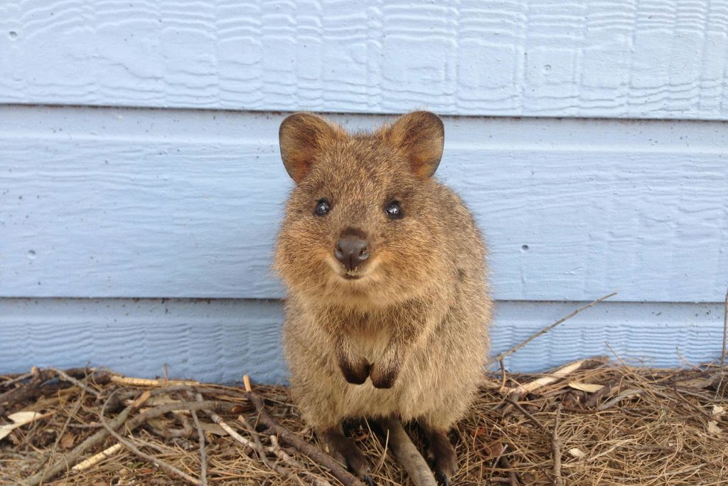 Quokka