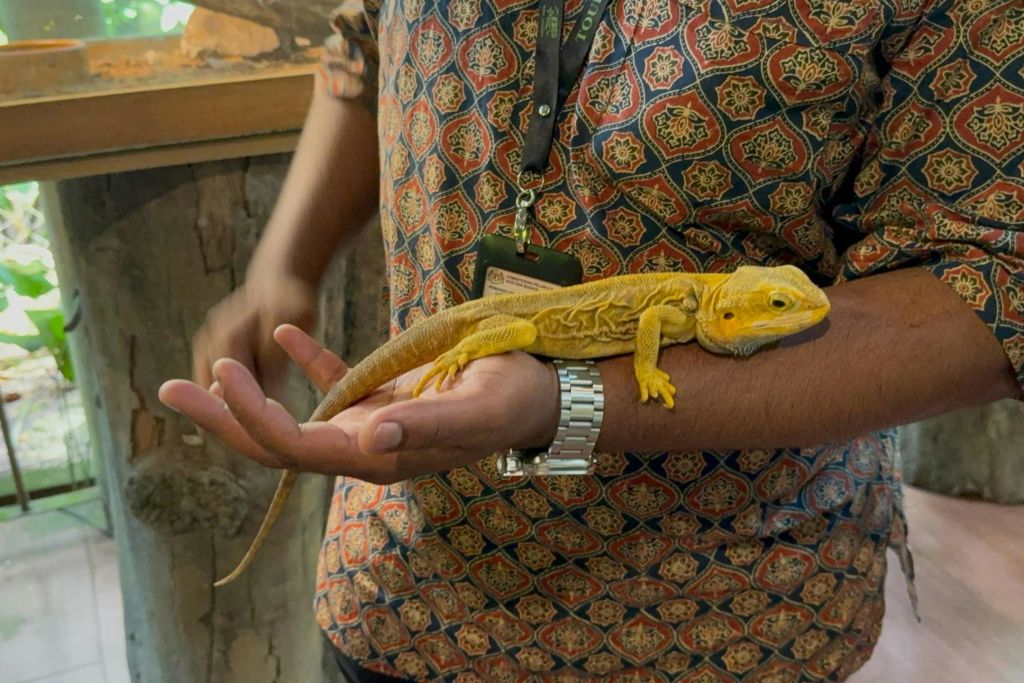무늬가 새겨진 셔츠와 손목 시계를 차고 있는 노란 수염의 용 도마뱀을 들고 있는 사람.