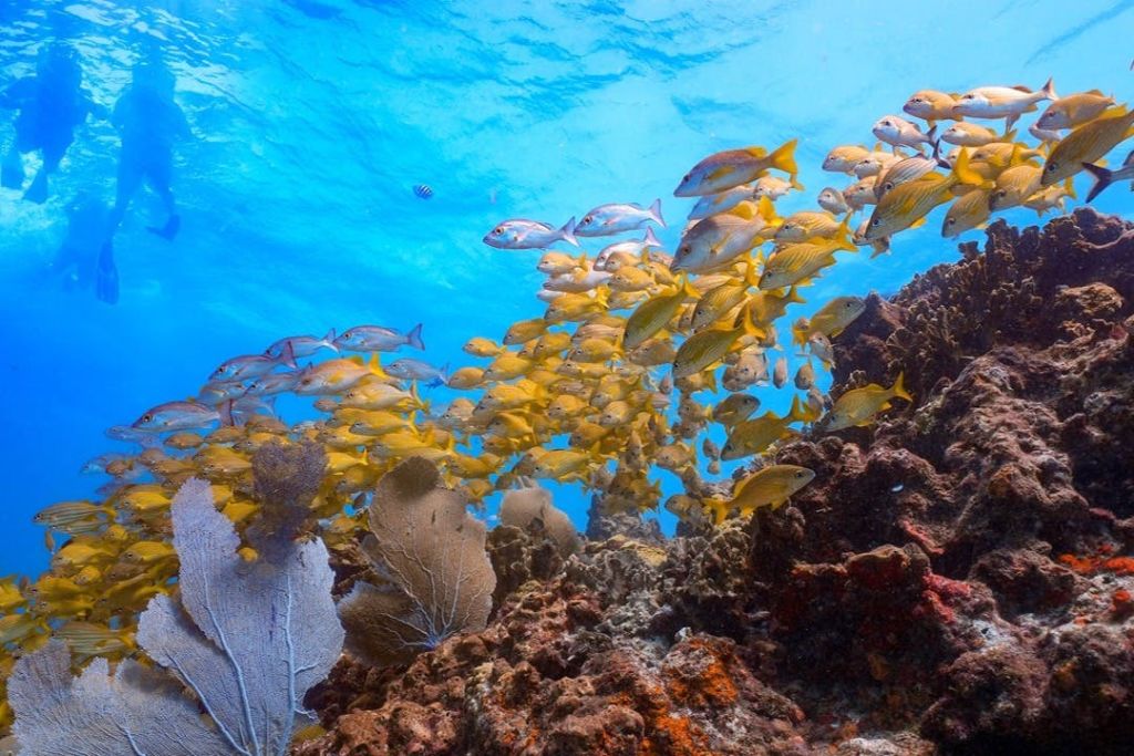 맑고 푸른 바닷물 아래에서 형형색색의 산호초 위로 헤엄치는 노란 물고기 학교.