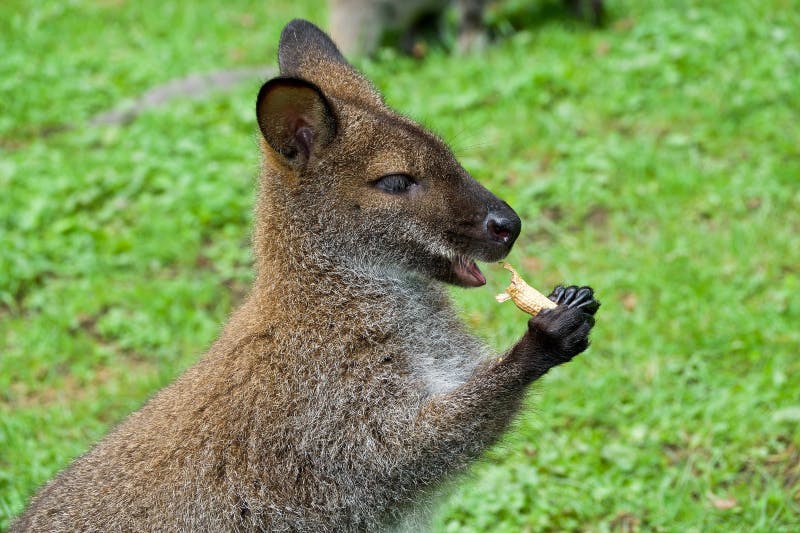 왈라비가 푸른 잔디 위에 서서 음식을 먹고 있습니다.