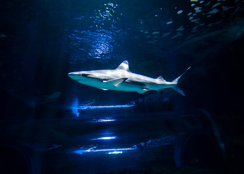 푸른 빛이 감도는 어두운 수족관에서 물속을 헤엄치는 상어.