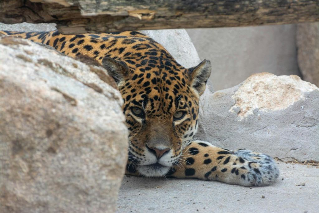 커다란 바위 사이로 땅바닥에 드러누운 표범이 집중된 표정으로 카메라를 바라보고 있다.