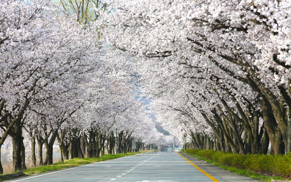 백리 벚꽃길