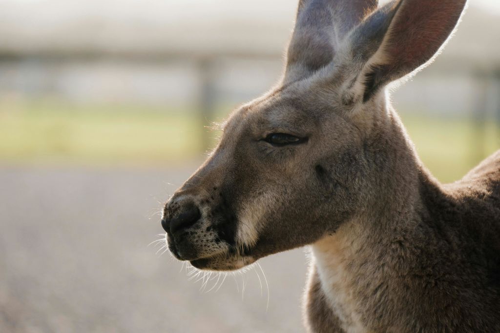 빨간 캥거루 클로즈업