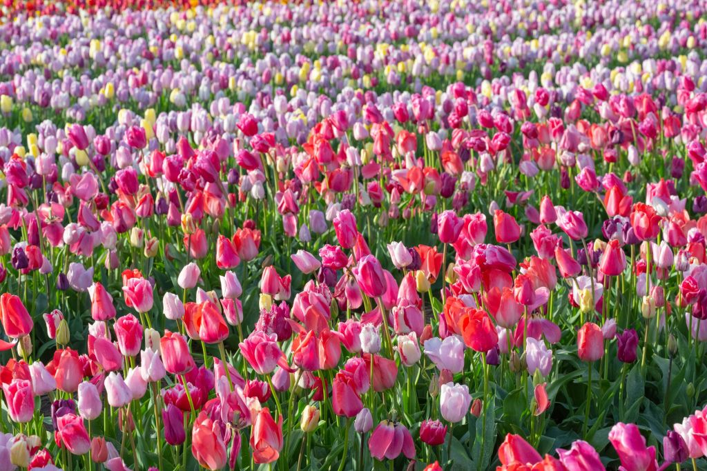 튤립 헛간에서 즐기는 핑크 튤립