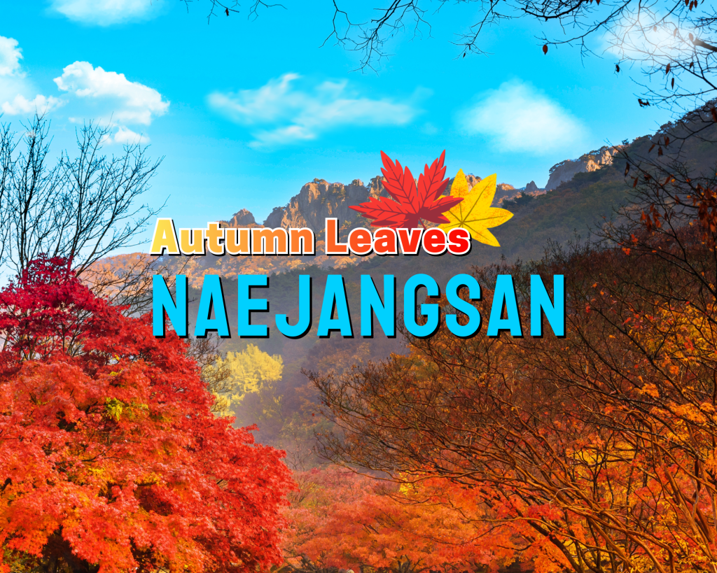 Autumn scenery | Naejang National Park Autumn Maple Day Tour