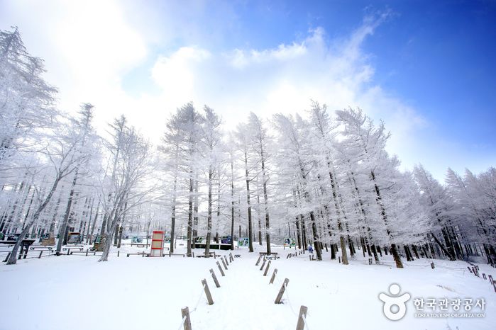 만항재