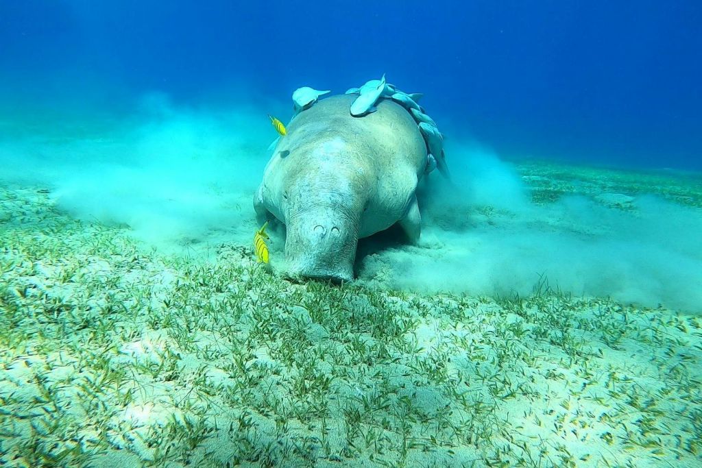 시카우마르사알람