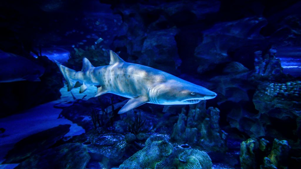 파란색과 보라색 조명 아래 바위와 산호로 둘러싸인 수족관 탱크에서 수영하는 상어.