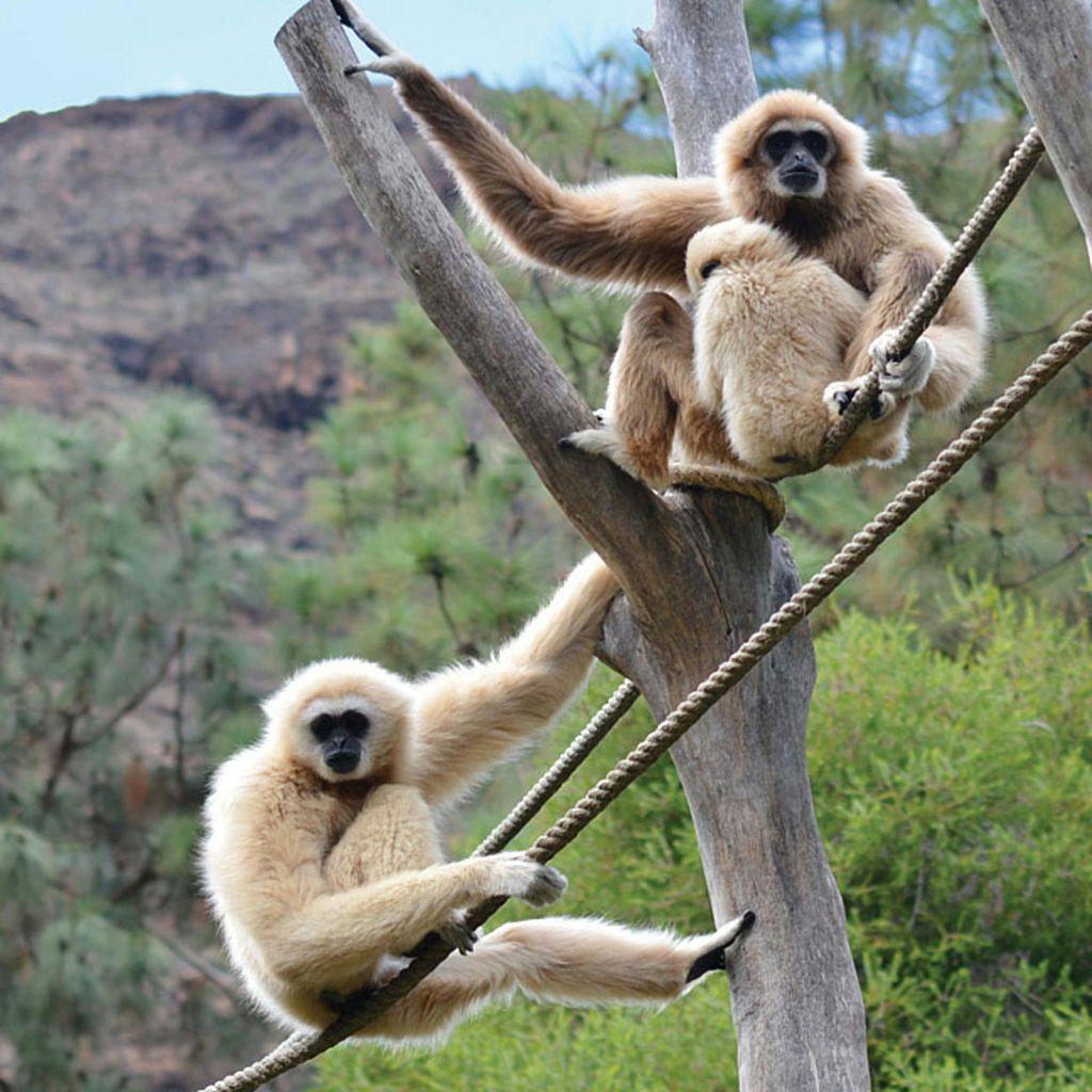 푸르름과 산을 배경으로 자연스러운 야외 환경에서 로프와 나무 대들보에 두 개의 연한 털무늬 긴팔원숭이가 자리 잡고 있습니다.