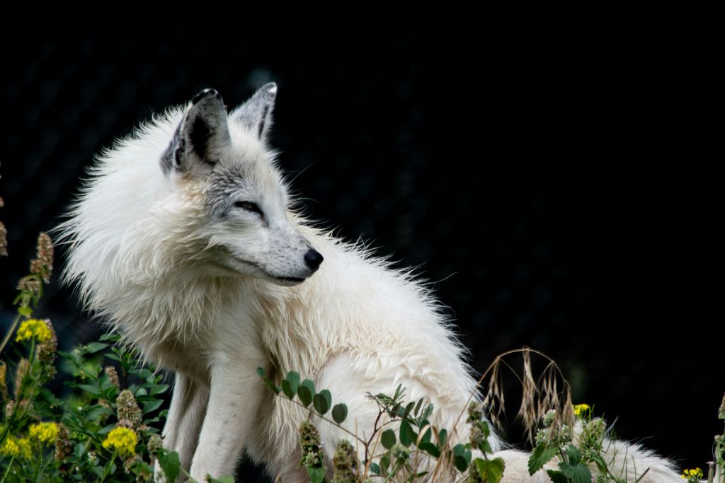 녹색과 노란색 단풍 사이에 흰 털의 여우 같은 동물이 앉아 어두운 배경을 배경으로 옆을 바라보고 있습니다.