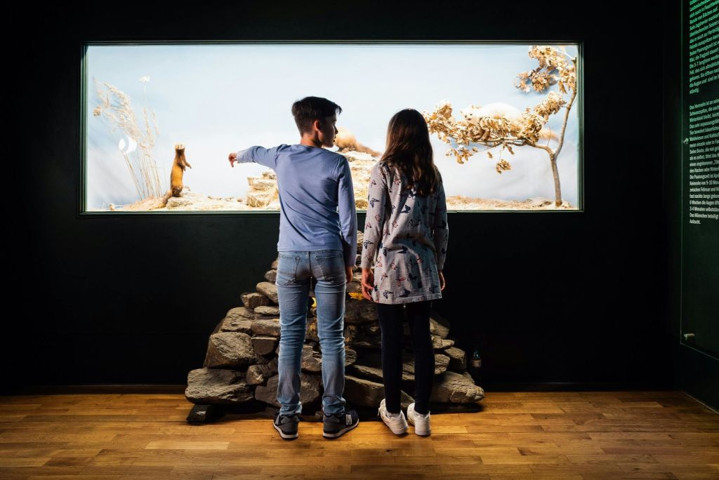 Die einmalige Fauna des Erzgebirges lässt sich im Jagdtier- und Vogelkundemuseum entdecken.