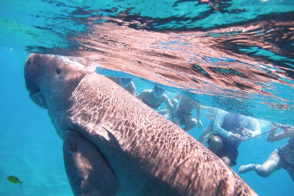 사람들은 듀공과 함께 스노클링을 즐기고 있습니다.