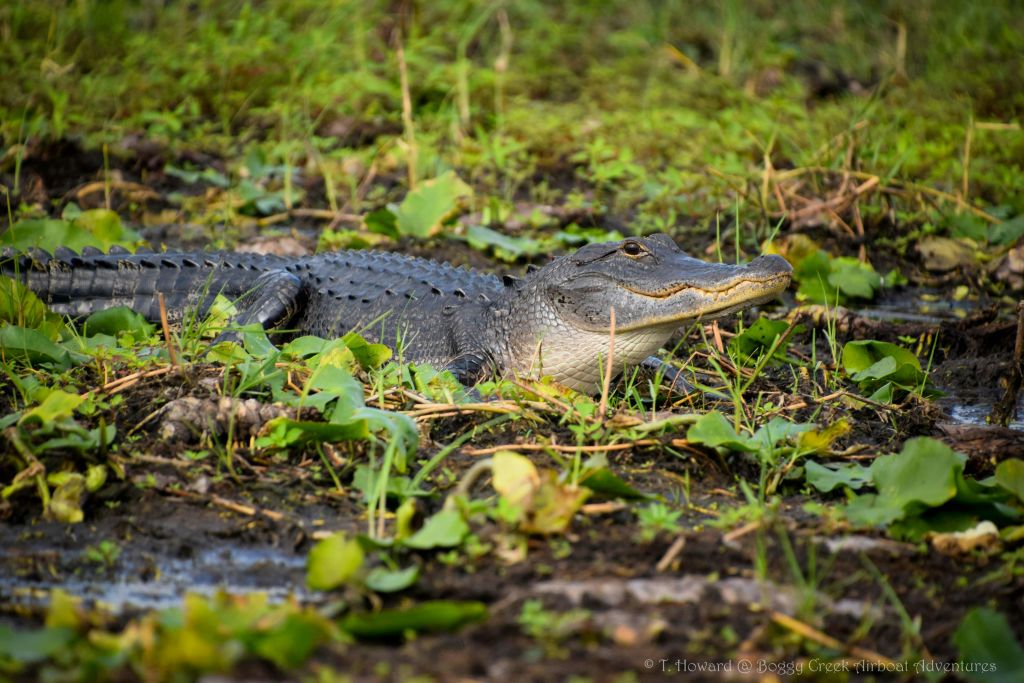 게이터에서 즐기는 에어보트 투어