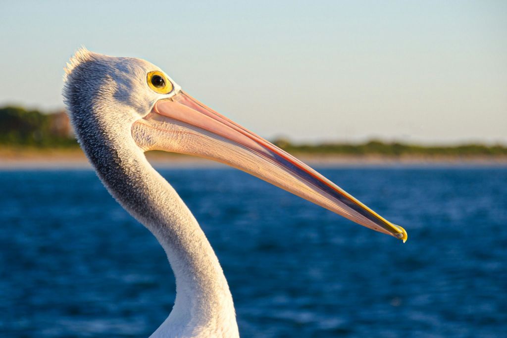 현지 펠리컨 요리