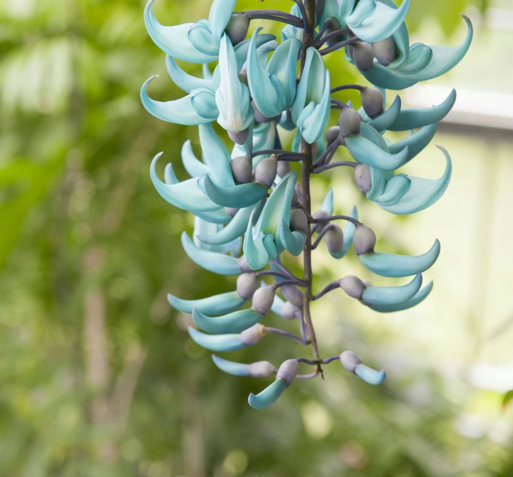 푸르른 자연 배경이 흐릿한 포도나무에 매달린 청록색의 곡선 꽃 무리.