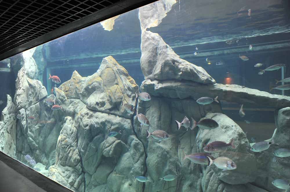 다양한 물고기들이 큰 바위와 맑은 물을 헤엄치는 수족관 탱크.
