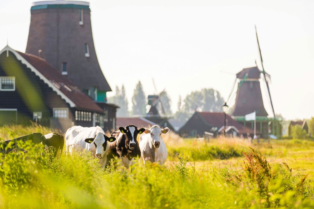 전통 풍차와 소박한 건물을 배경으로 잔디밭에 소 네 마리가 서 있습니다.