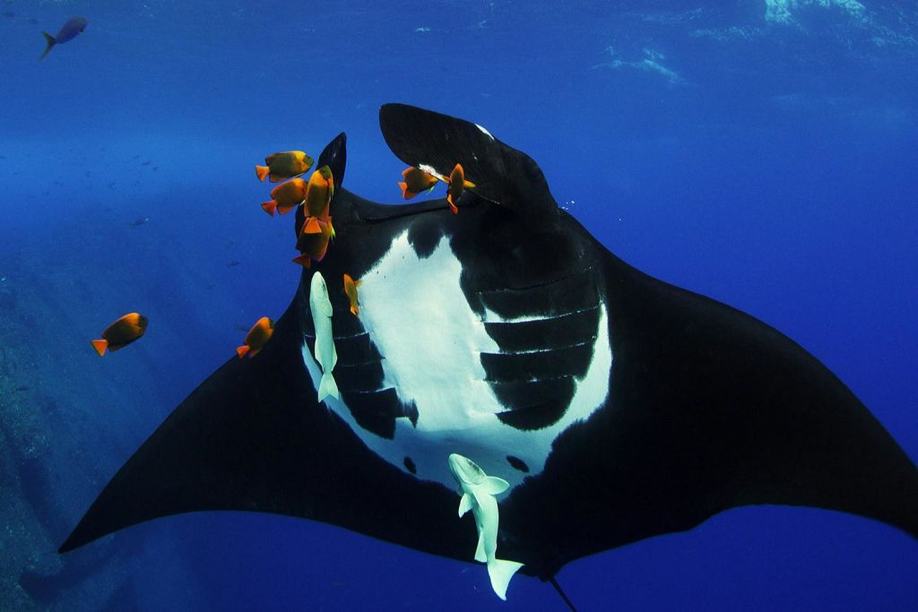 뉴잉글랜드 아쿠아리움에서 만나는 바다의 비밀