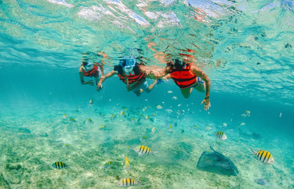 코브에서 즐기는 스노클링과 동물상 체험