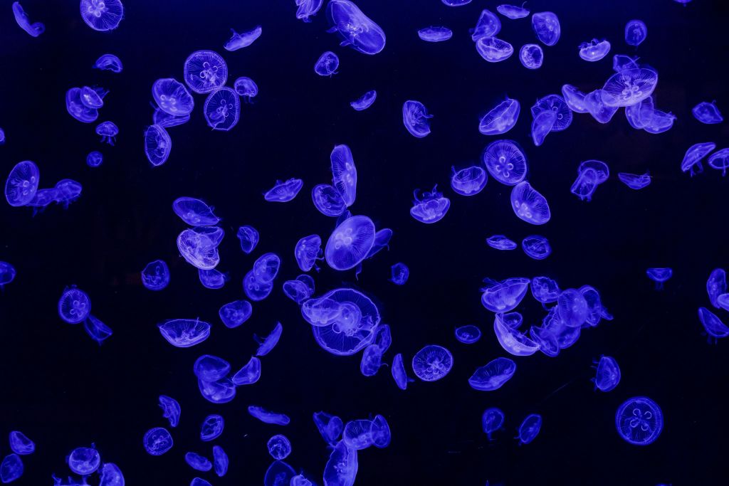 아틀란티스아쿠아리움