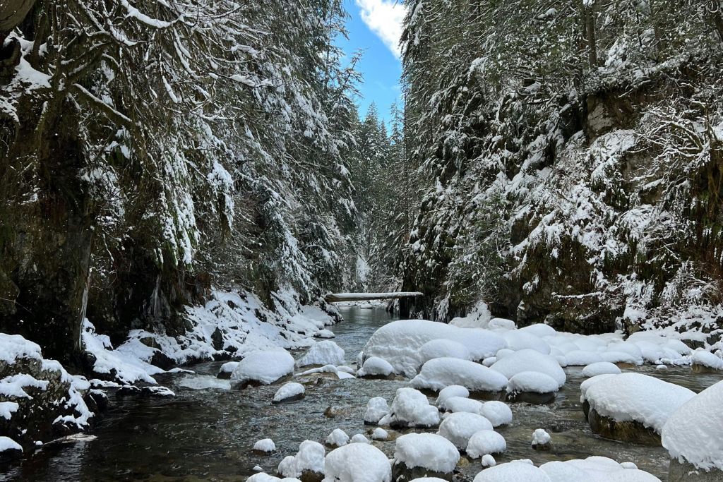 신선한 눈이 내린 후