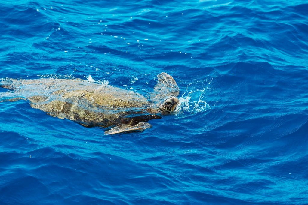 하와이 유리 바닥 보트 투어