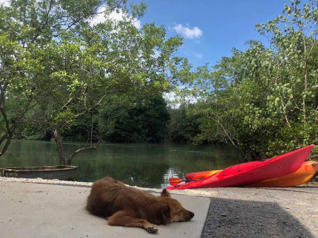 갈색 개가 잔잔한 강 근처의 콘크리트 표면에서 자고 있으며, 머리 위에는 나무가 있고 강둑에는 빨간 카약 두 대가 있습니다.