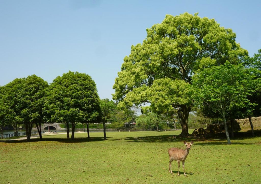 나라 공원