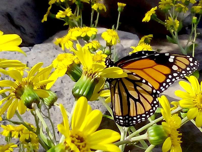 바위를 배경으로 활기찬 노란 꽃송이 위에 군주 나비가 자리잡고 있다.