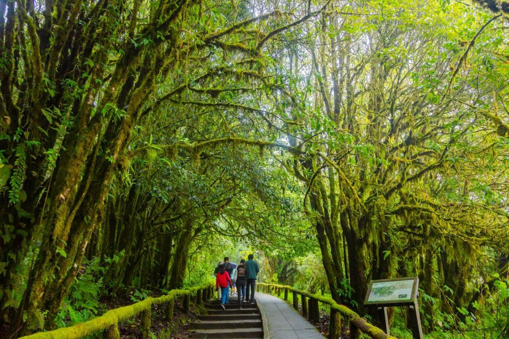 이끼로 뒤덮인 나뭇가지가 울창하고 푸른 나무로 둘러싸인 숲길을 걷고 있는 한 무리의 사람들.