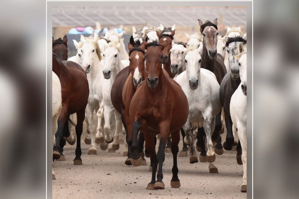 루타델실렌시오, 사카데마레스 자유 여행
