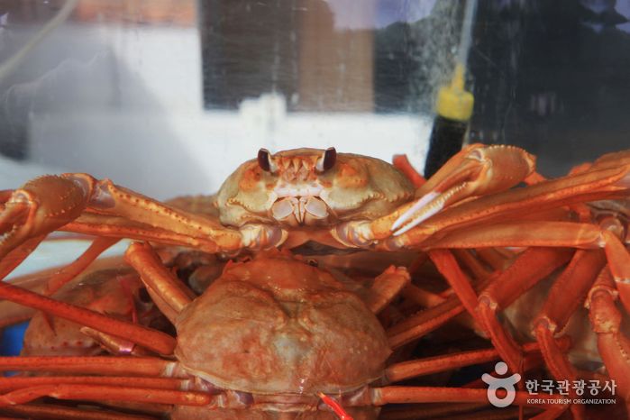 영덕 대게 거리