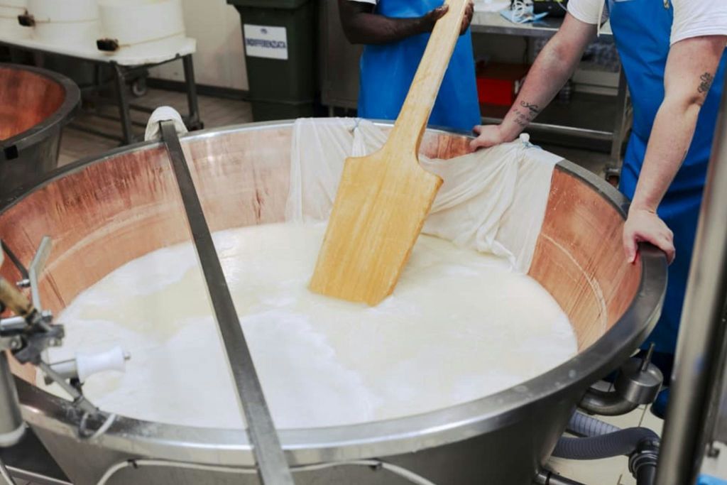 금속 통에 커드를 젓기 위해 커다란 나무 패들을 사용하는 두 사람 (유제품 또는 치즈 제조 시설일 수 있음).