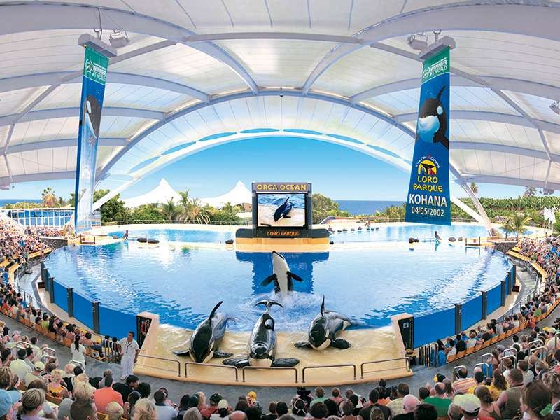 흰색 캐노피 아래 대형 수영장이 있는 야외 수족관에서 오르카 공연을 관람하는 사람들.