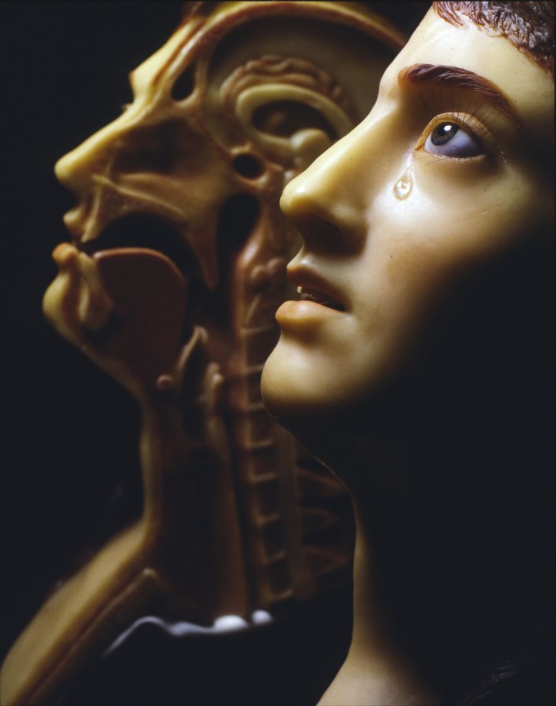 내부 구조를 보여주는 인체 해부학 모델의 클로즈업. 다른 모델은 그 뒤에서 부분적으로 볼 수 있습니다.