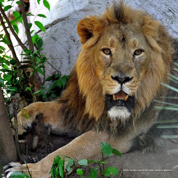 사자가 잔잔한 표정을 짓고 발을 뻗은 채 녹음 사이로 바닥에 내려앉아 있다.