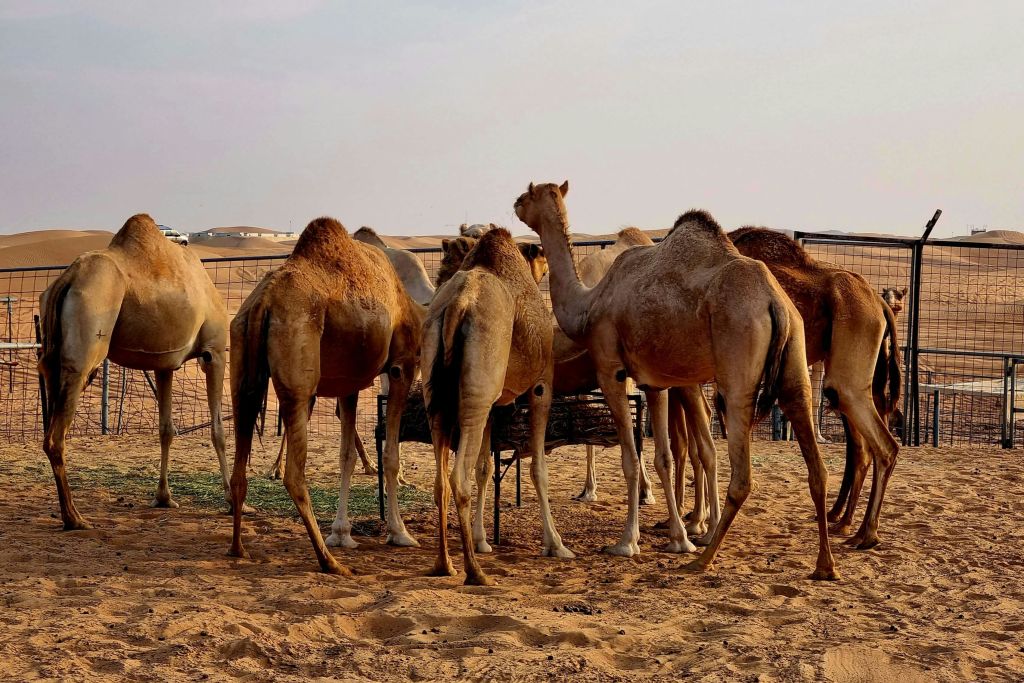 사막의 작은 낙타 농장