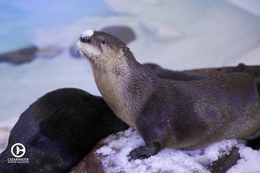 코에 눈이 있는 수달이 눈 덮인 표면에 앉아 있고, 그 옆에는 다른 수달이 부분적으로 보입니다.