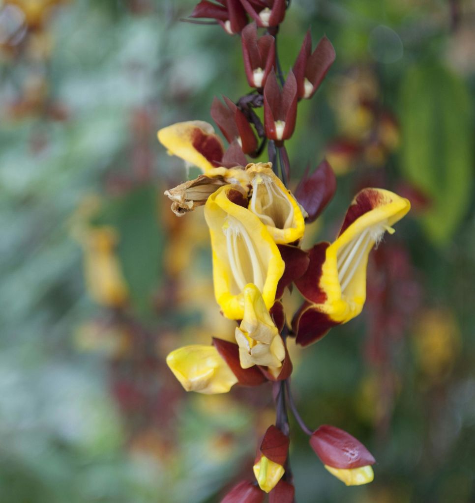 부드러운 초점의 녹색 단풍을 배경으로 활기찬 노란색과 마룬 꽃을 클로즈업합니다.